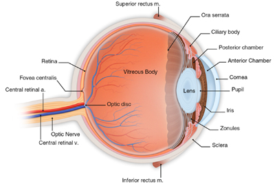 Eye Vasculature