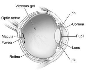 A macular pucker is scar tissue that has formed on the macula, the center of the retina which is responsible for your fine, detailed vision.  The cells of the macula, known as photoreceptors, convert light to electrical images.  The retina then sends these images via the optic nerve to the brain.  A healthy macula allows you to do the daily activities you take for granted such as driving, reading, sewing and other detailed work.